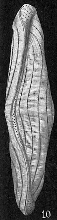 Image of Alveolinella H. Douvillé 1907