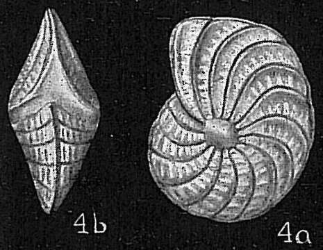 Image of Elphidium crispum (Linnaeus 1758)