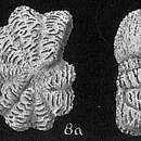Image of Elphidium milletti (Heron-Allen & Earland 1915)