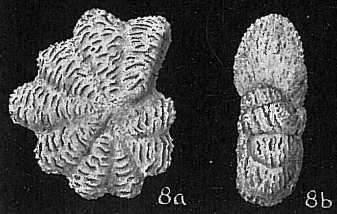 Image de Elphidium milletti (Heron-Allen & Earland 1915)