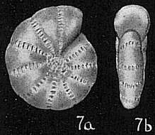 Image of Elphidium oceanicum Cushman 1933