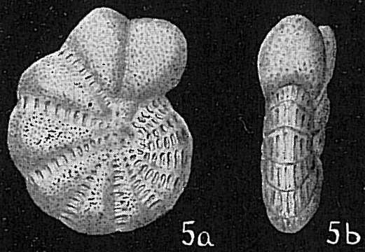 Image of Elphidium reticulosum Cushman 1933