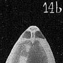 Image of Glandulina laevigata (d'Orbigny 1826)