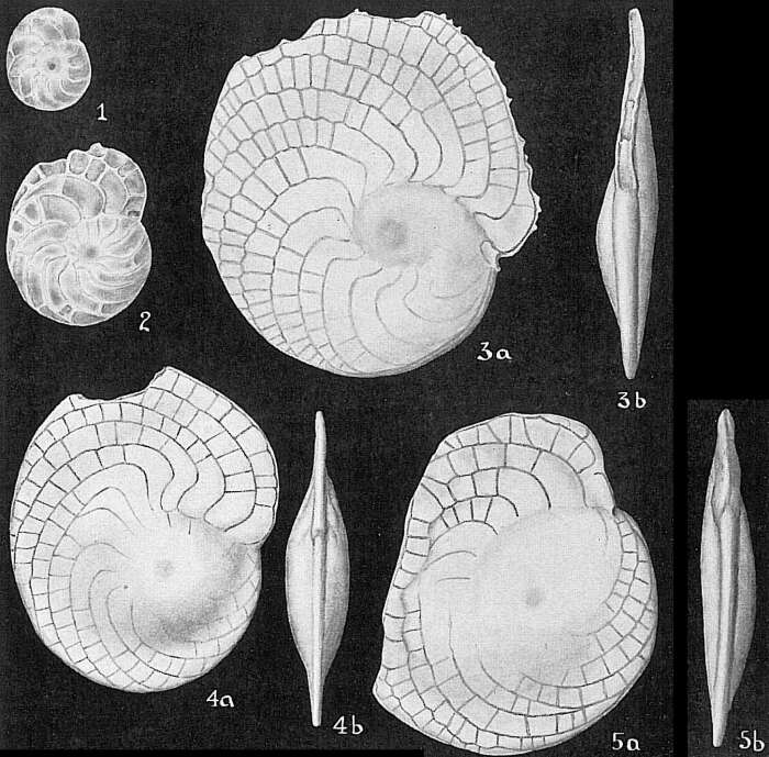 Image of Heterostegina curva Möbius 1880