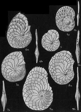 Imagem de Heterostegina depressa d'Orbigny 1826