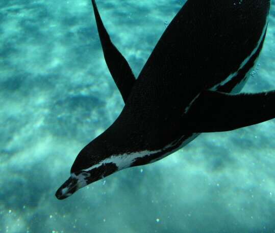 Image of Humboldt Penguin