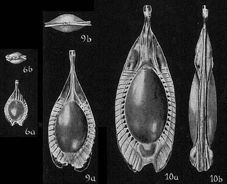 Image of Fissurina stschedrinae Lukina 1972