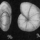 Imagem de Nonion pacificum (Cushman 1924)