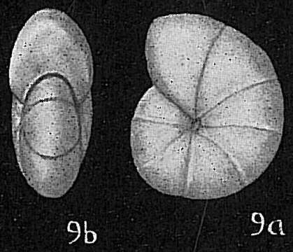 Sivun Nonion pacificum (Cushman 1924) kuva