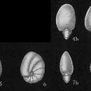 Слика од Nonion subturgidum (Cushman 1924)