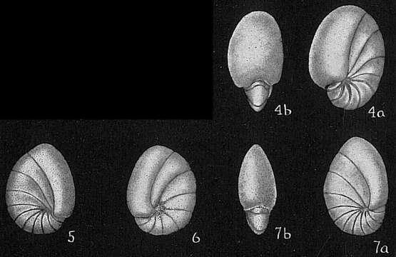 Plancia ëd Nonion subturgidum (Cushman 1924)