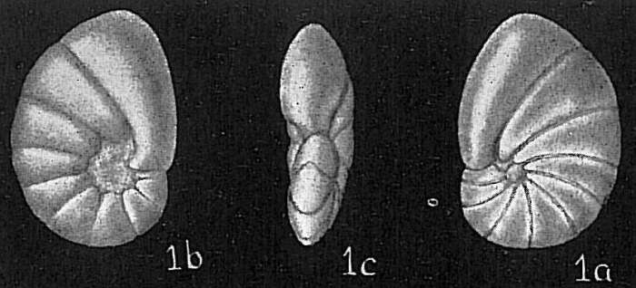 Image de Nonionella auris (d'Orbigny 1839)