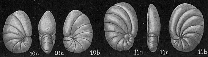 Image de Nonionella auris (d'Orbigny 1839)