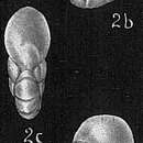 Image of Nonionella translucens Cushman 1933