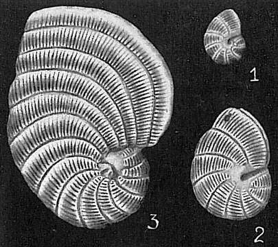 Plancia ëd Peneroplis planatus (Fichtel & Moll 1798)