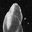 Слика од Pseudopolymorphina subnodosa (Reuss 1861)