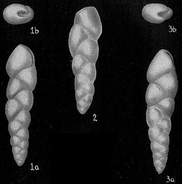 Image of Bolivina capitata Cushman 1933