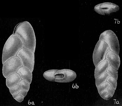 Image of Bolivina ligularia Schwager 1866