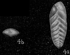 Image of Bolivina oceanica Cushman 1933