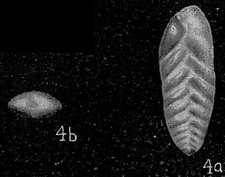 Image of Bolivina oceanica Cushman 1933