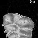 Слика од Bolivina pseudopygmaea Cushman 1933
