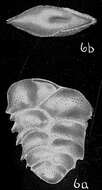 Image of Bolivina pseudopygmaea Cushman 1933