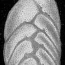 Image of Bolivina robusta (Brady 1881)