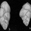 Слика од Bolivina subangularis subsp. lineata (Cushman 1933)