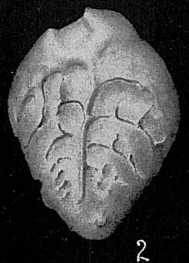 Image of Bolivina subreticulata Parr 1932