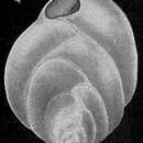 Image of Bolivina suezensis Said 1949