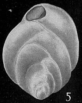 Image of Bolivina suezensis Said 1949