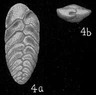 Image of Bolivina vadescens Cushman 1933