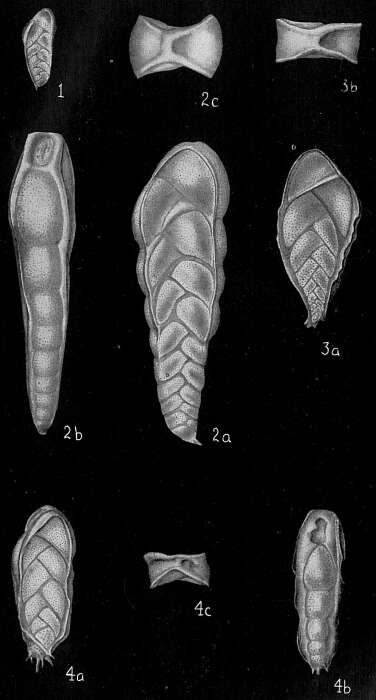 Image de Bolivinita quadrilatera (Schwager 1866)