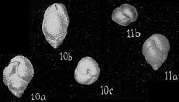 Image of Bulimina d'Orbigny 1826