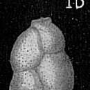 Image of Hopkinsina pacifica Cushman 1933