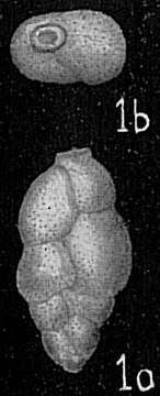 Image of Hopkinsina Howe & Wallace 1932