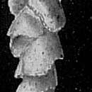 Слика од Sagrinella convallaria (Millett 1900)