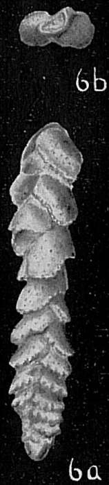 Image of Sagrinella convallaria (Millett 1900)