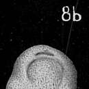 Image of Mimosina pacifica Cushman 1933