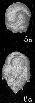 Image of Mimosina pacifica Cushman 1933