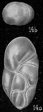 Image of Robertina subcylindrica (Brady 1881)