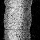 Image of Siphogenerina columellaris (Brady 1881)