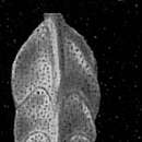 Image of Trifarina bradyi Cushman 1923