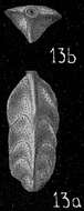 Image of Trifarina bradyi Cushman 1923