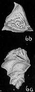 Image of Trimosina perforata Cushman 1929