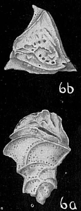 Image of Trimosina perforata Cushman 1929