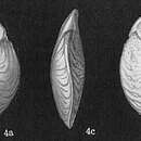 Слика од Amphistegina radiata (Fichtel & Moll 1798)