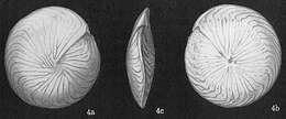 Image de Amphistegina radiata (Fichtel & Moll 1798)