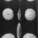 Imagem de Amphistegina bicirculata Larsen 1976