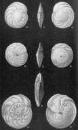Image of Amphistegina bicirculata Larsen 1976